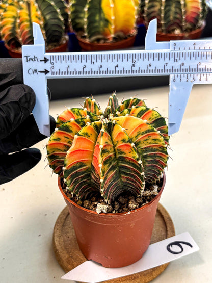 Gymnocalycium Lb Hybrid (gy4) (r6) | Mature Cactus