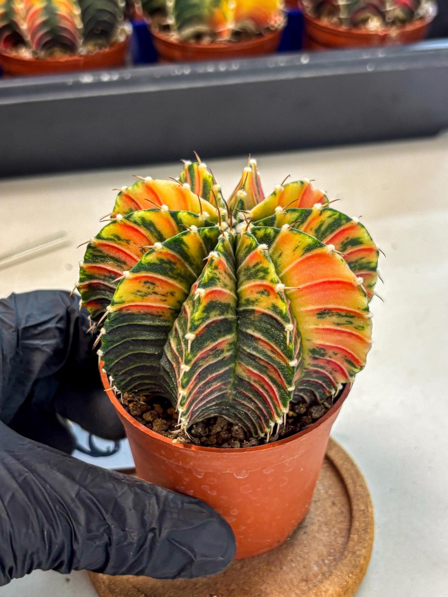 Gymnocalycium Lb Hybrid (gy4) (r6) | Mature Cactus
