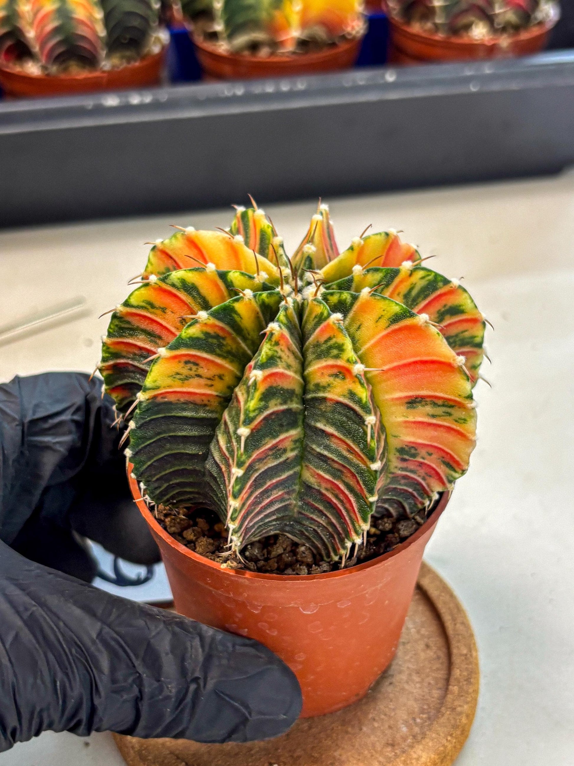 Gymnocalycium Lb Hybrid (gy4) (r6) | Mature Cactus