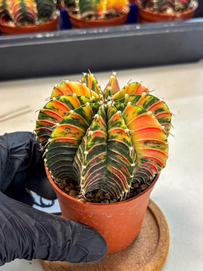 Gymnocalycium Lb Hybrid (gy4) (r6) | Mature Cactus