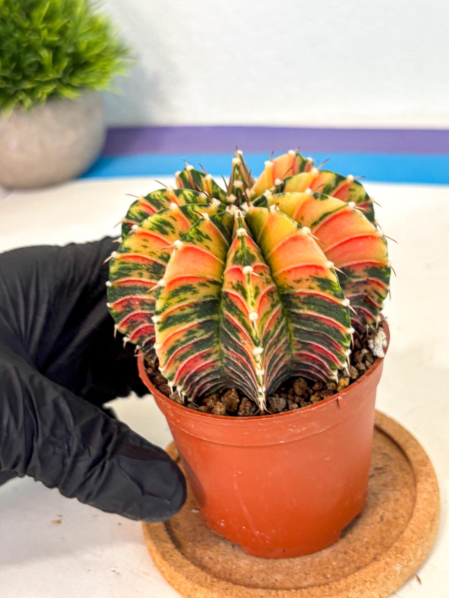 Gymnocalycium Lb Hybrid (gy4) (r6) | Mature Cactus