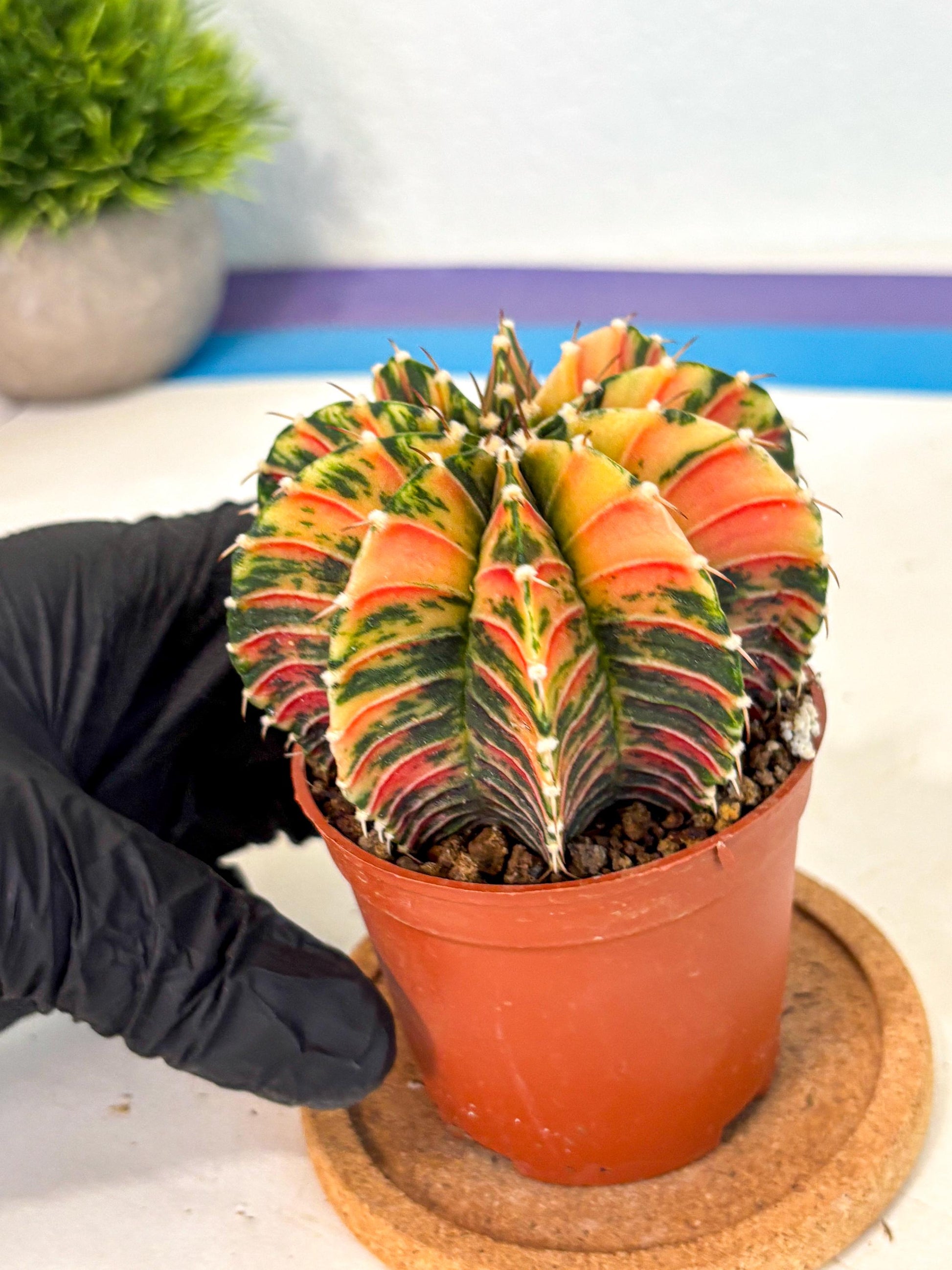 Gymnocalycium Lb Hybrid (gy4) (r6) | Mature Cactus