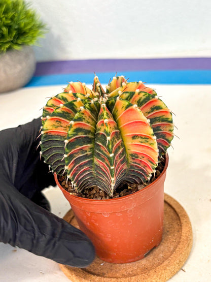 Gymnocalycium Lb Hybrid (gy4) (r6) | Mature Cactus