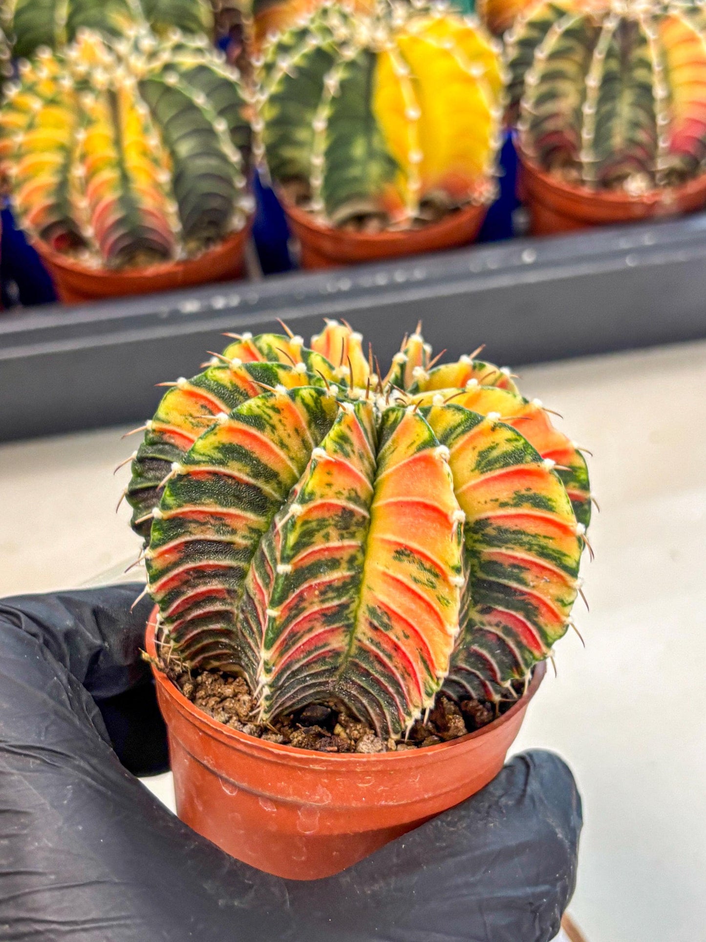 Gymnocalycium Lb Hybrid (gy4) (r6) | Mature Cactus