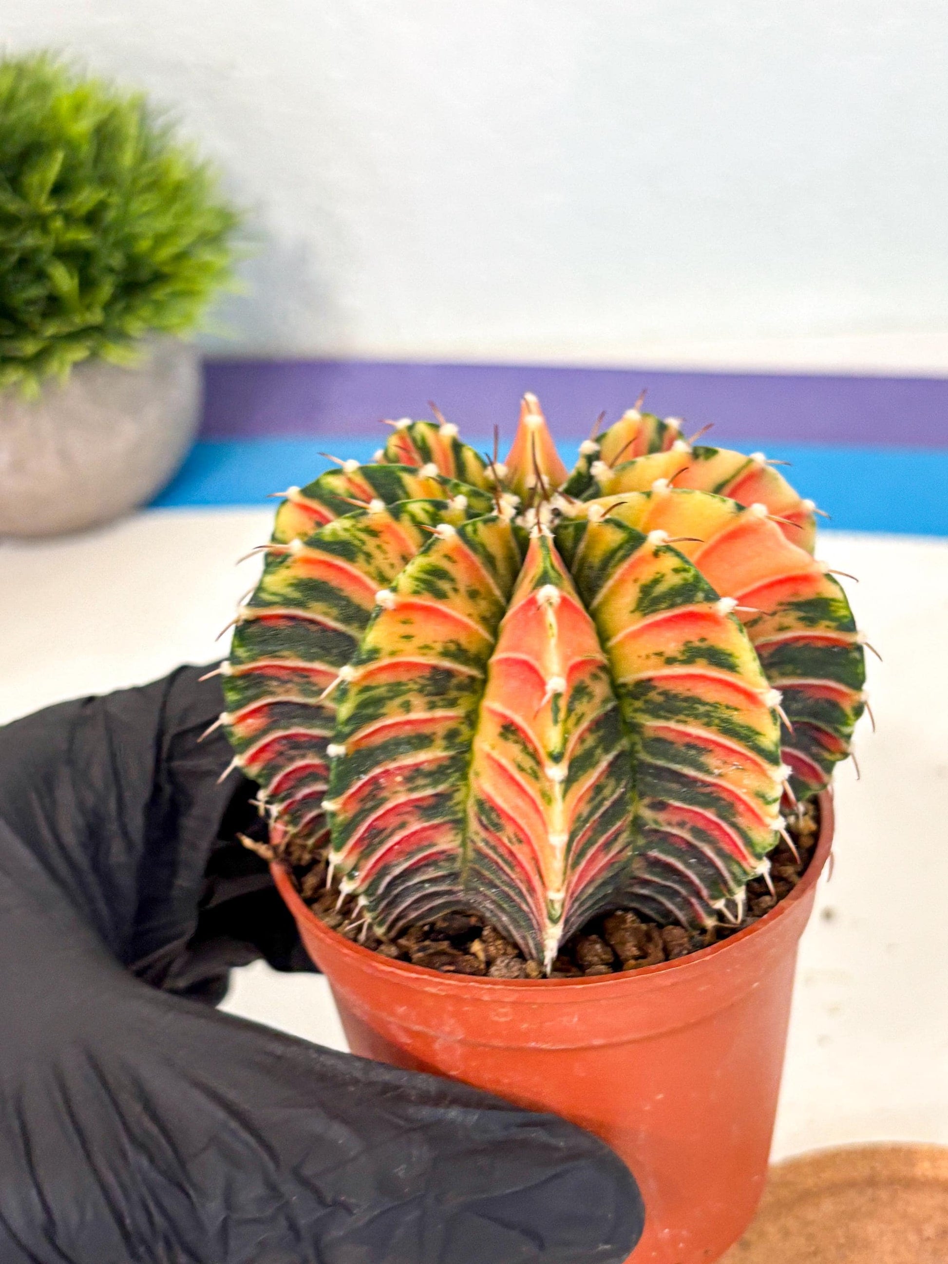Gymnocalycium Lb Hybrid (gy4) (r6) | Mature Cactus
