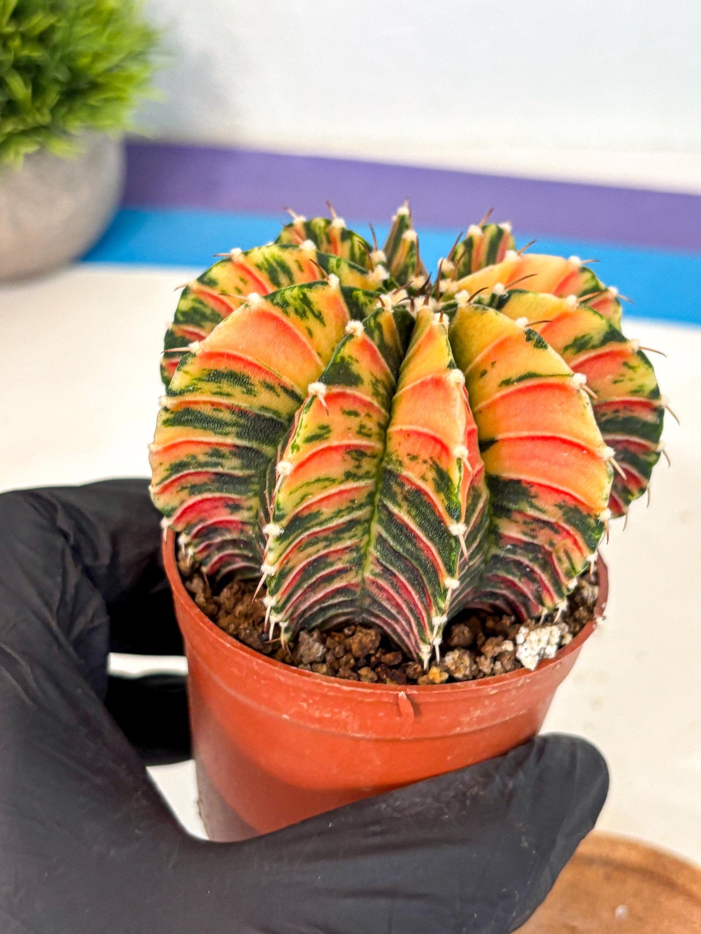 Gymnocalycium Lb Hybrid (gy4) (r6) | Mature Cactus