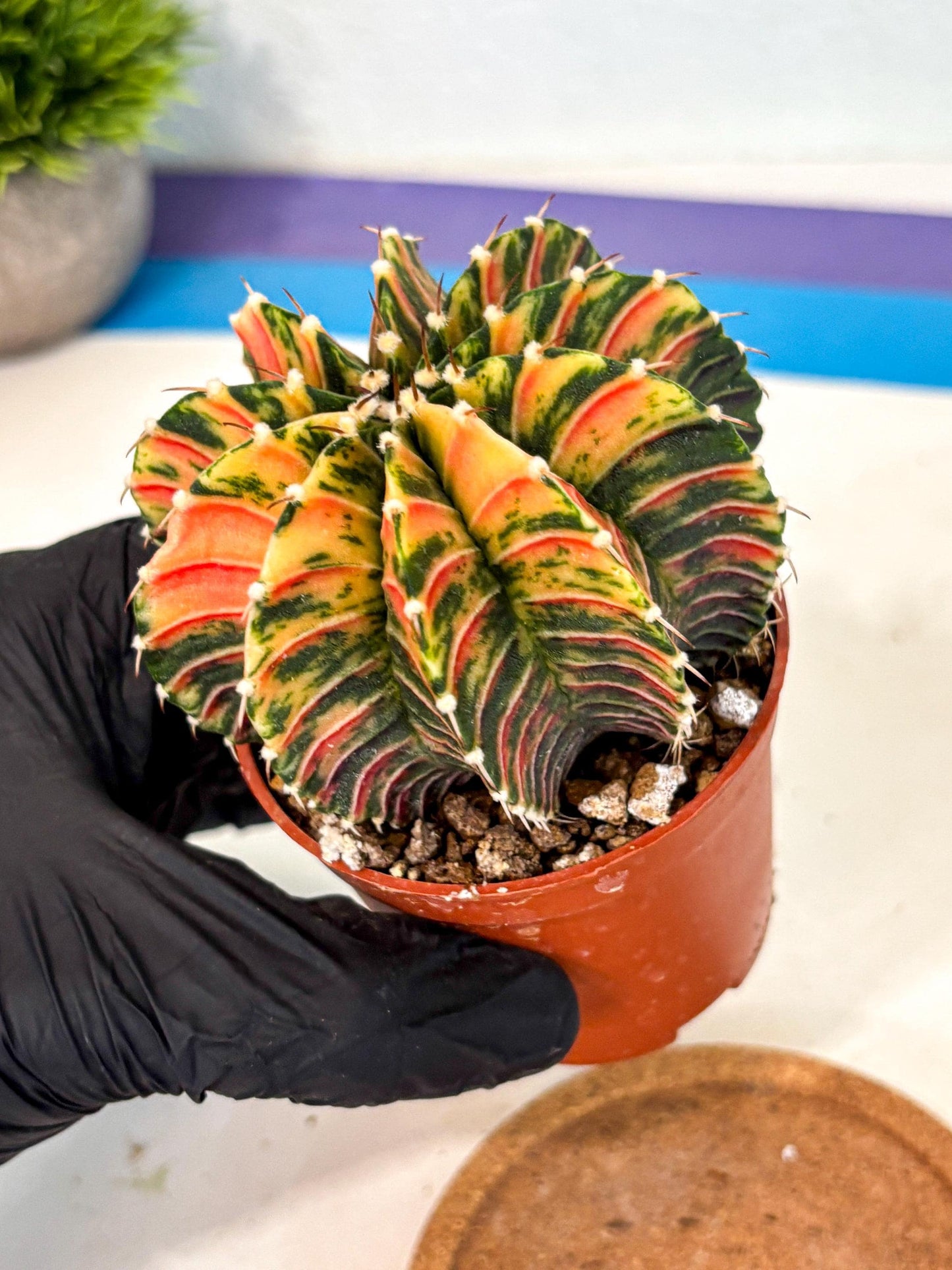 Gymnocalycium Lb Hybrid (gy4) (r6) | Mature Cactus