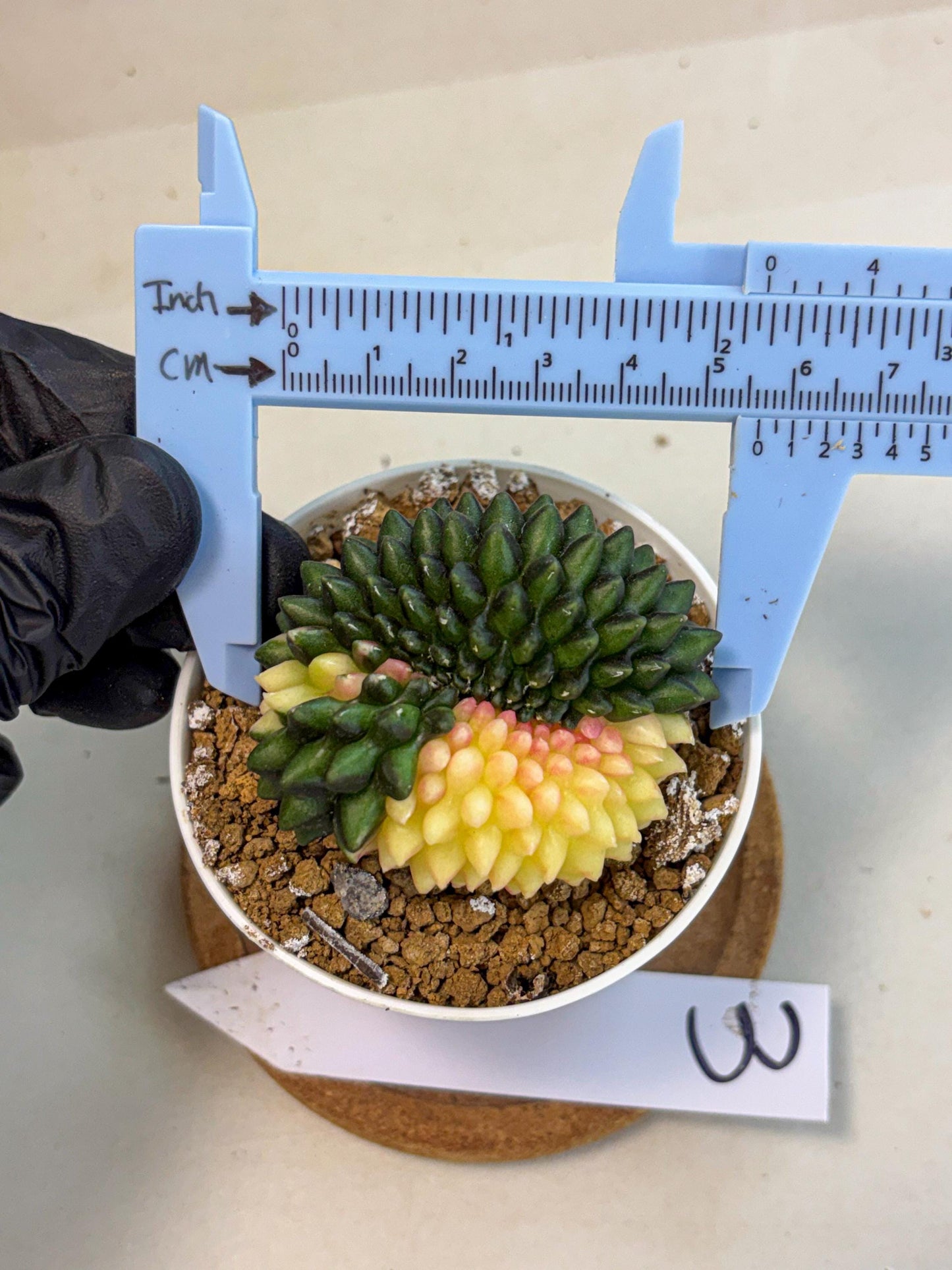 Gymnocalycium Inermis Cristata (gy9) (y3) | Variegated Cactus