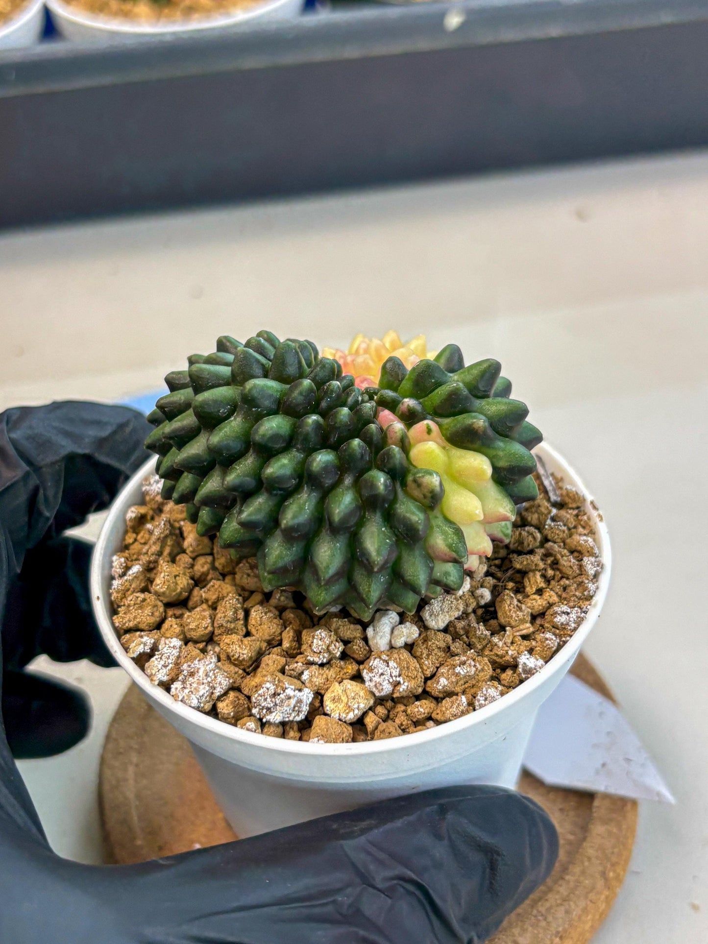 Gymnocalycium Inermis Cristata (gy9) (y3) | Variegated Cactus