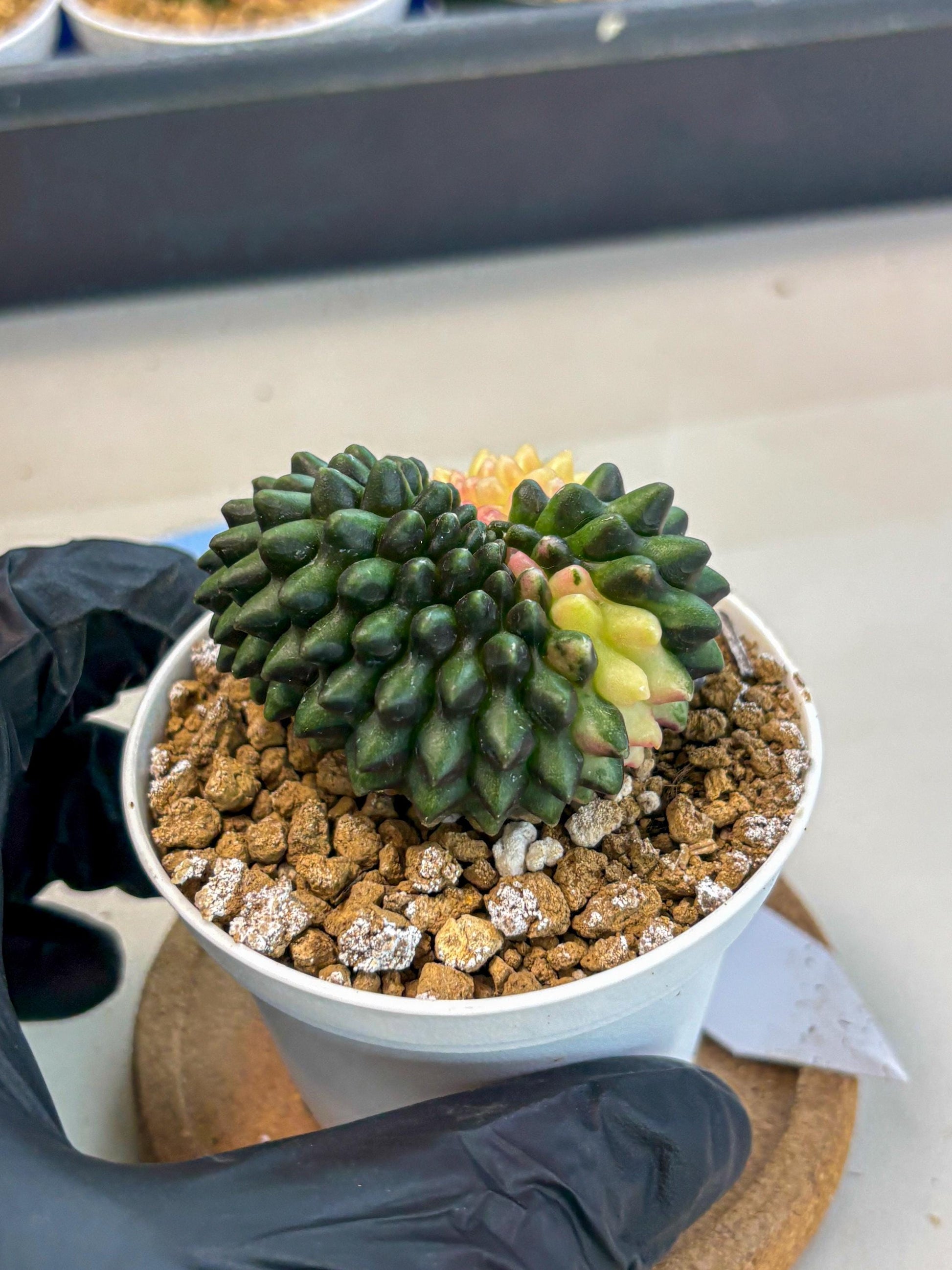 Gymnocalycium Inermis Cristata (gy9) (y3) | Variegated Cactus
