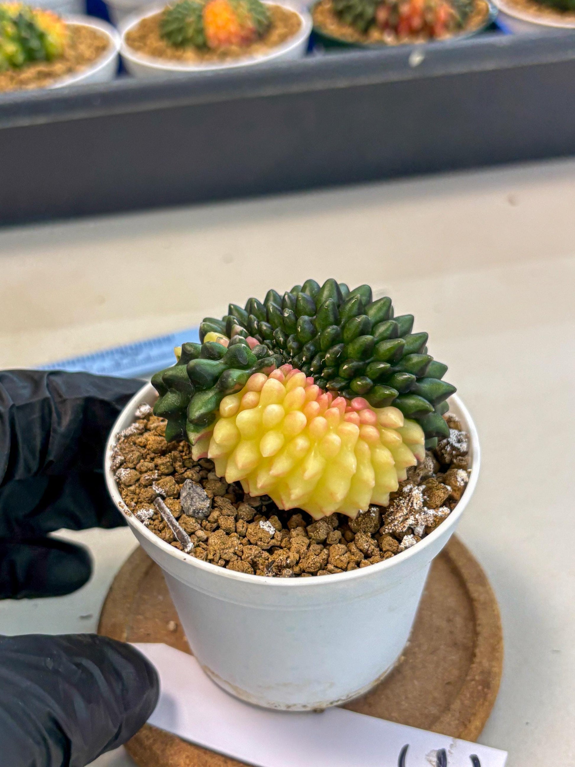 Gymnocalycium Inermis Cristata (gy9) (y3) | Variegated Cactus
