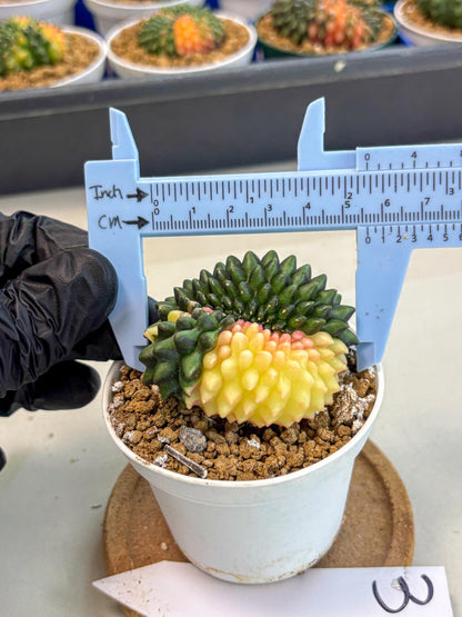 Gymnocalycium Inermis Cristata (gy9) (y3) | Variegated Cactus