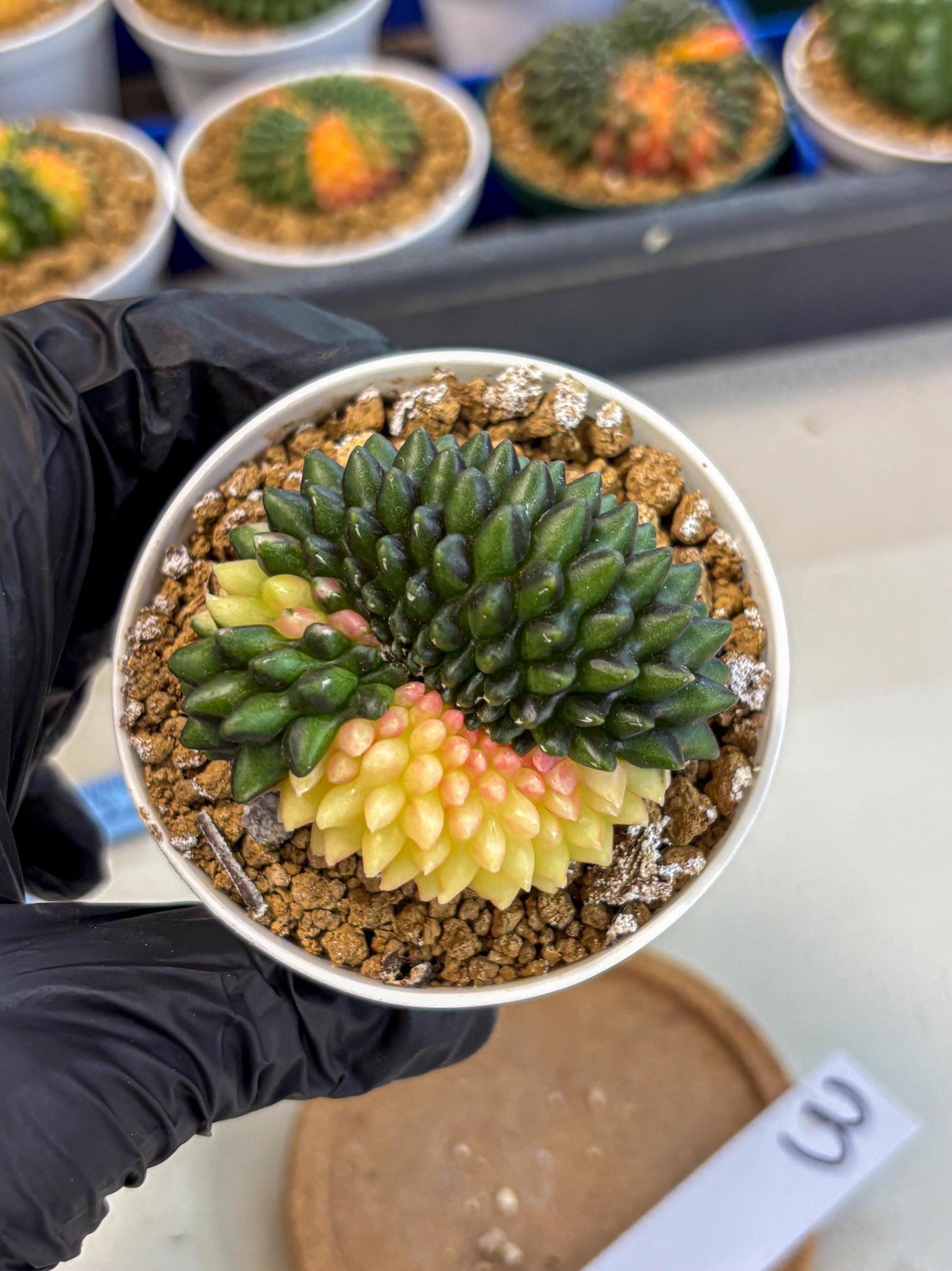 Gymnocalycium Inermis Cristata (gy9) (y3) | Variegated Cactus