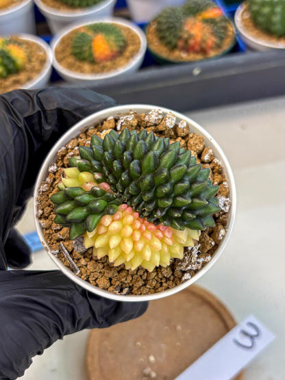 Gymnocalycium Inermis Cristata (gy9) (y3) | Variegated Cactus