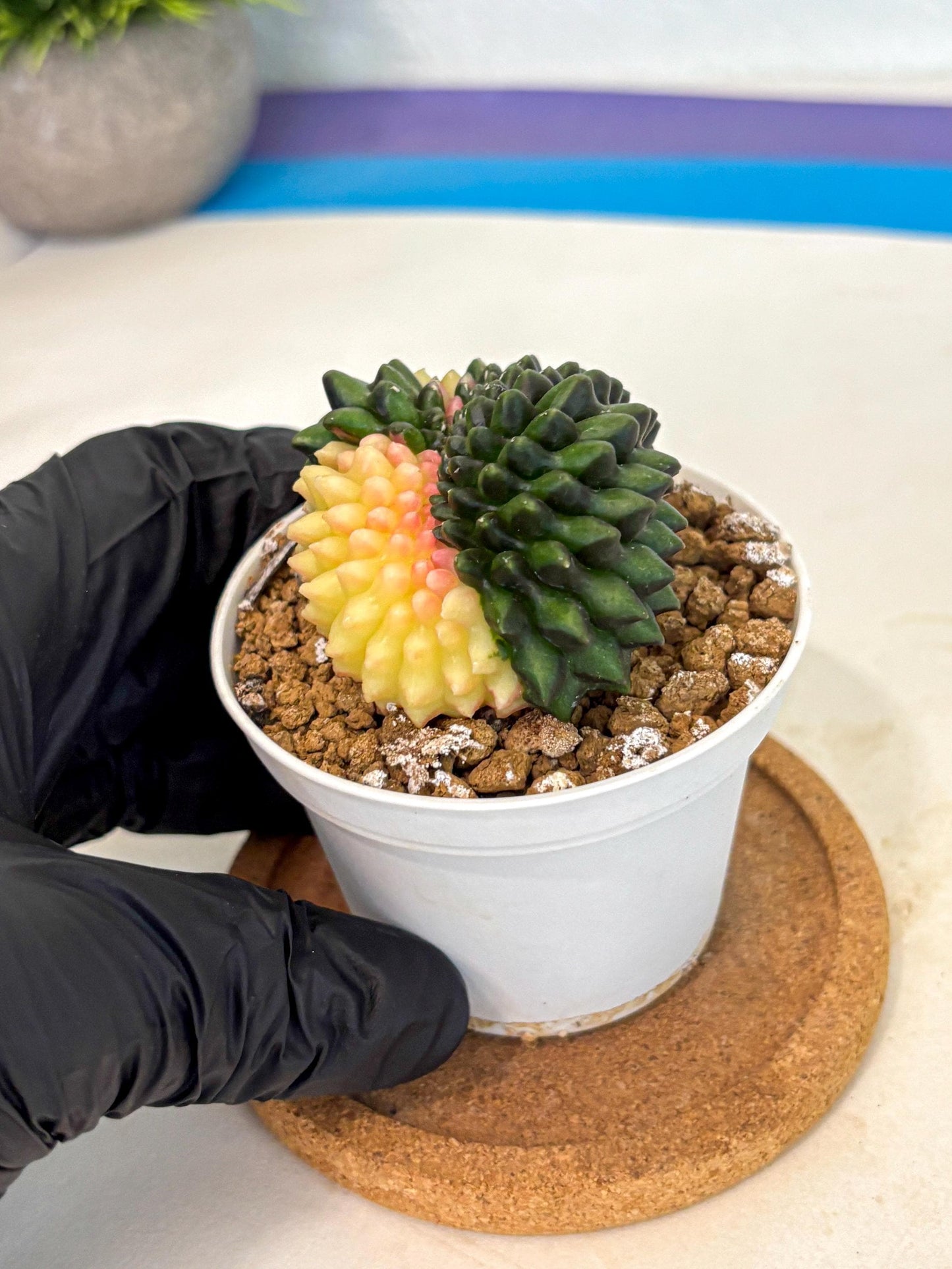 Gymnocalycium Inermis Cristata (gy9) (y3) | Variegated Cactus