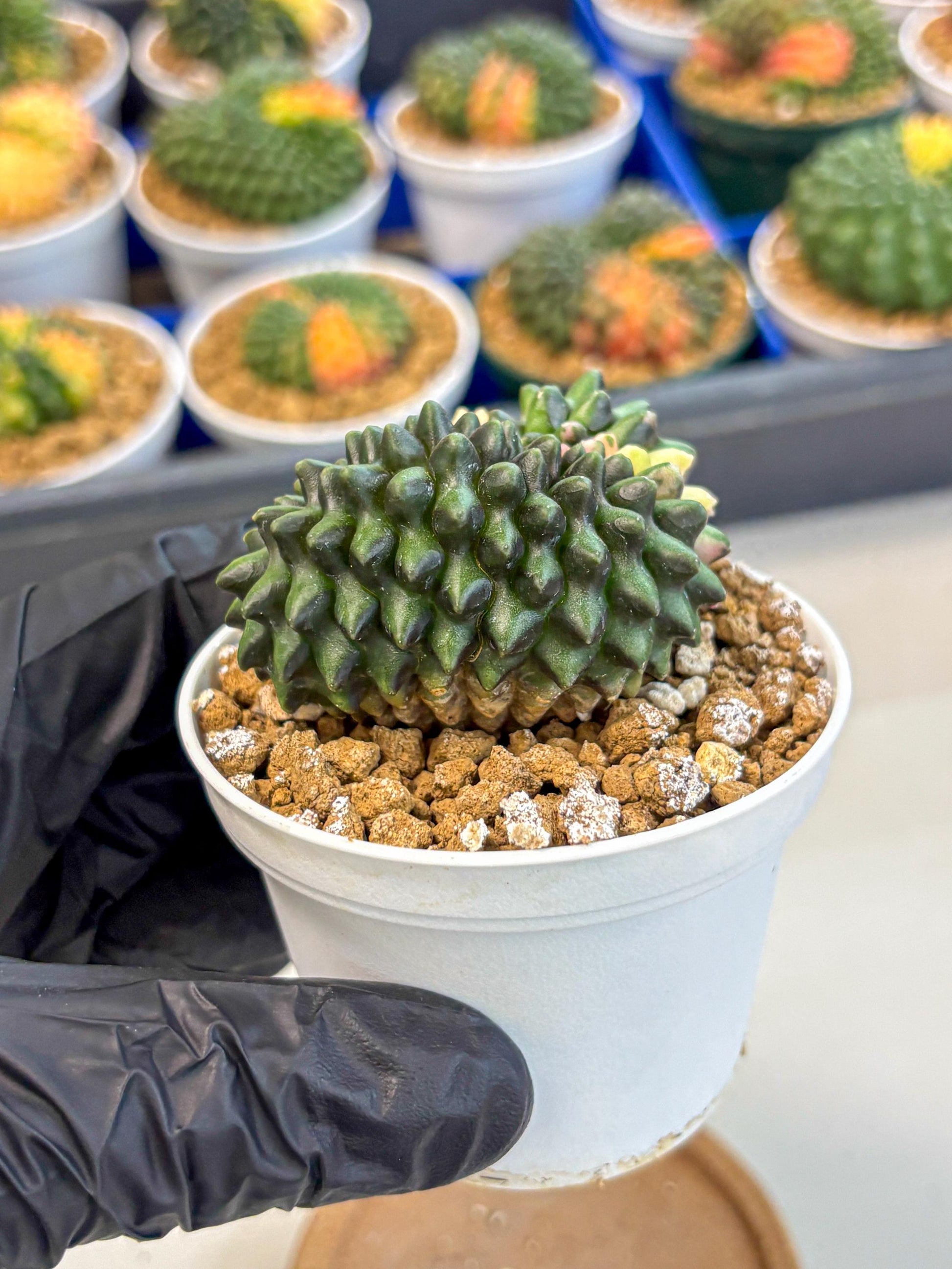Gymnocalycium Inermis Cristata (gy9) (y3) | Variegated Cactus