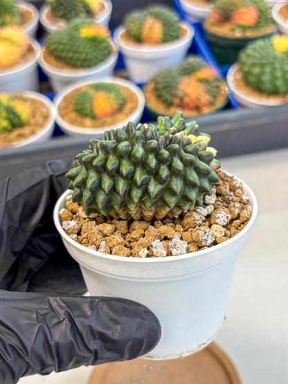 Gymnocalycium Inermis Cristata (gy9) (y3) | Variegated Cactus