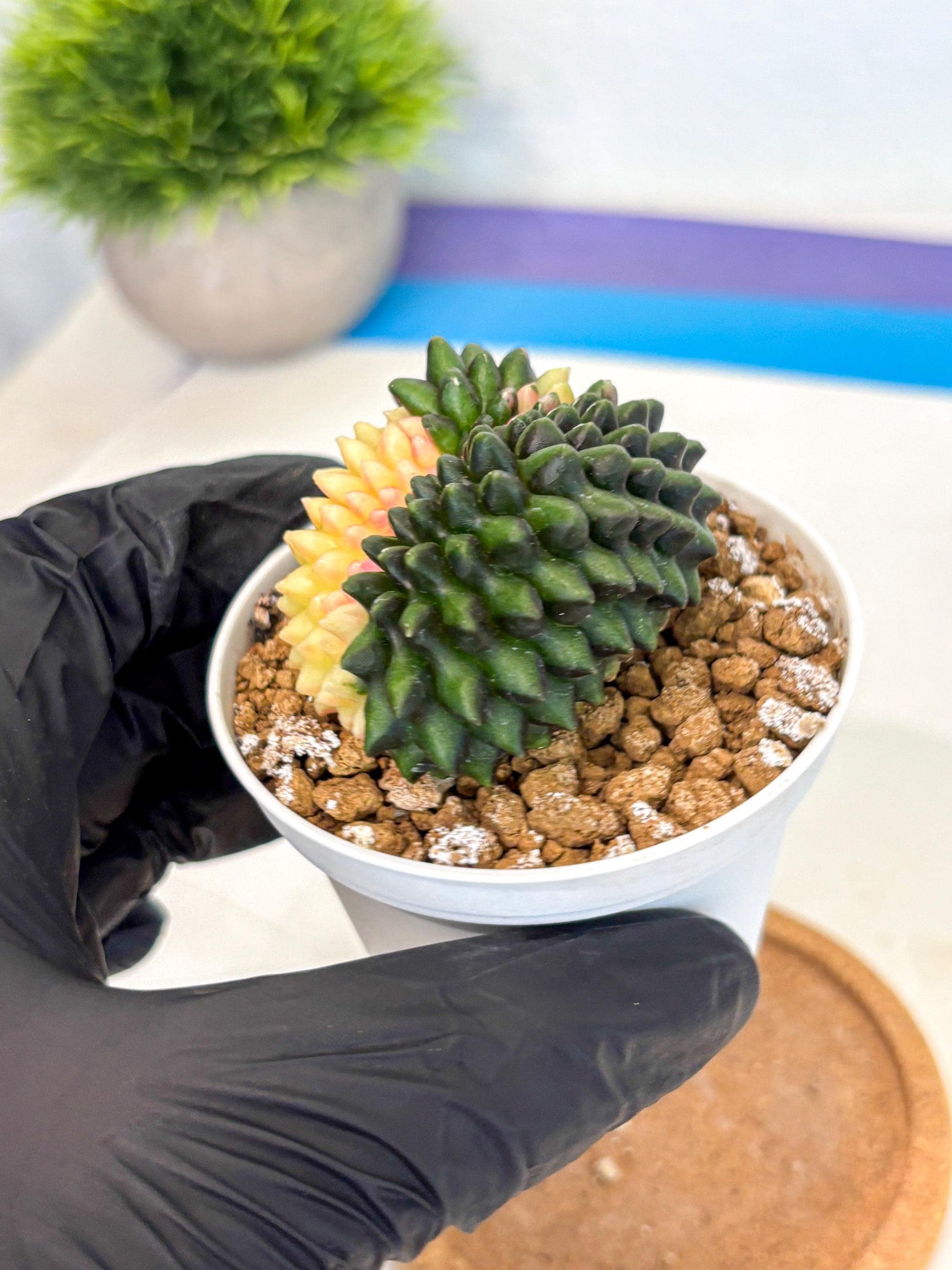 Gymnocalycium Inermis Cristata (gy9) (y3) | Variegated Cactus
