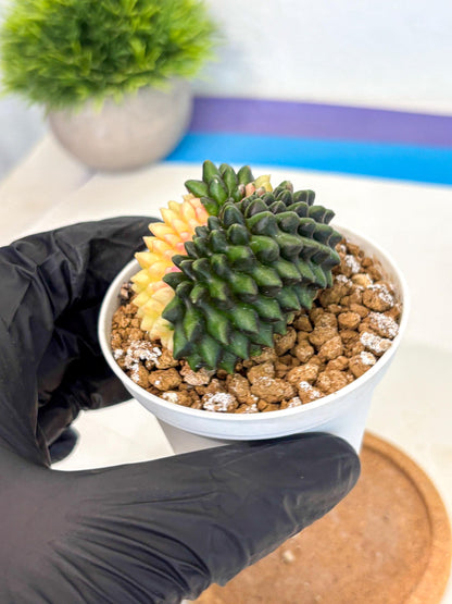 Gymnocalycium Inermis Cristata (gy9) (y3) | Variegated Cactus
