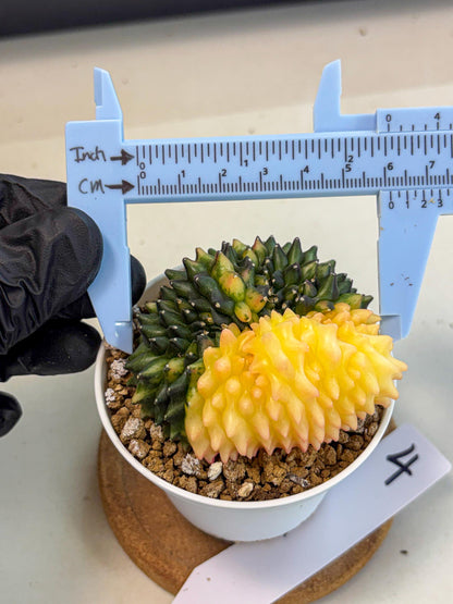 Gymnocalycium Inermis Cristata (gy9) (y4) | Variegated Cactus