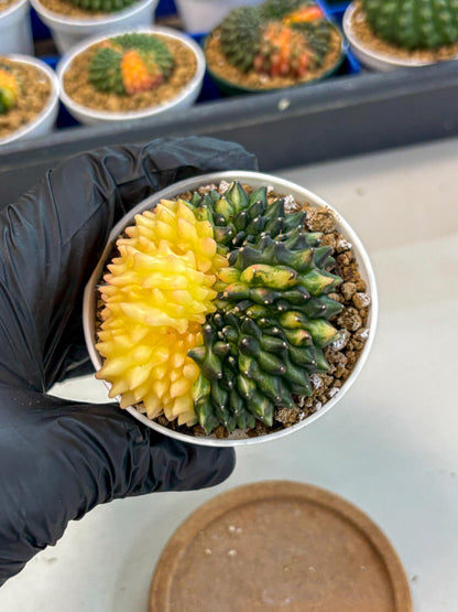 Gymnocalycium Inermis Cristata (gy9) (y4) | Variegated Cactus