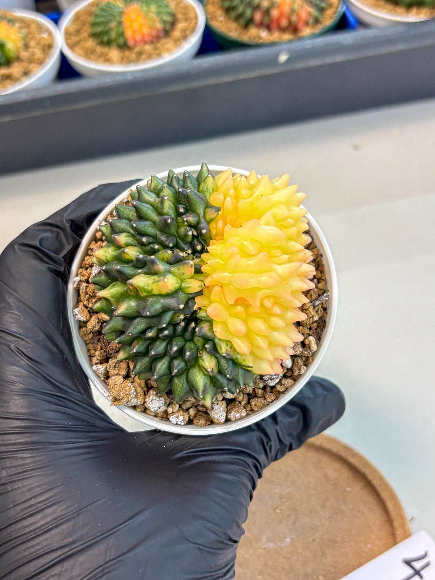 Gymnocalycium Inermis Cristata (gy9) (y4) | Variegated Cactus