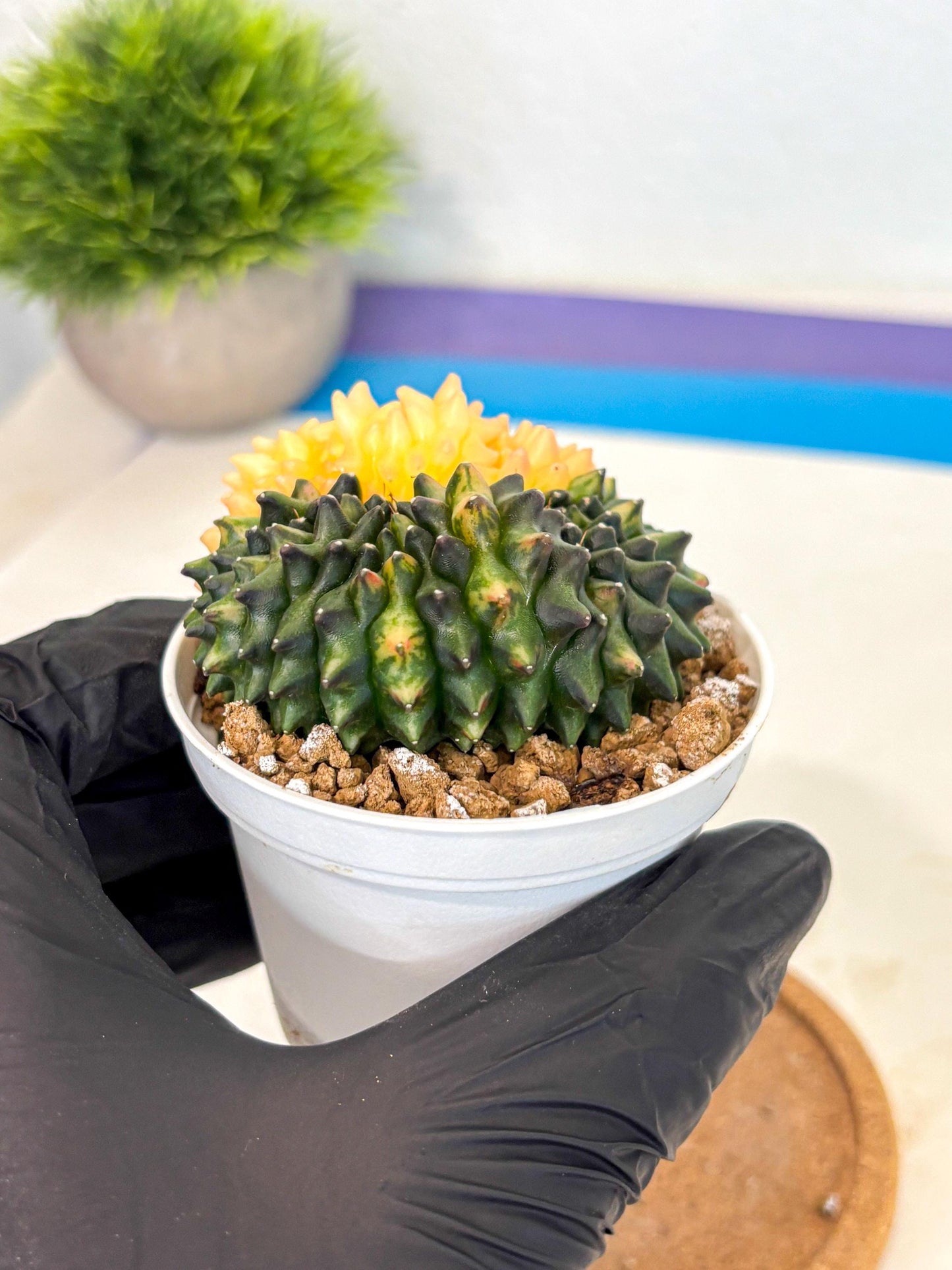 Gymnocalycium Inermis Cristata (gy9) (y4) | Variegated Cactus