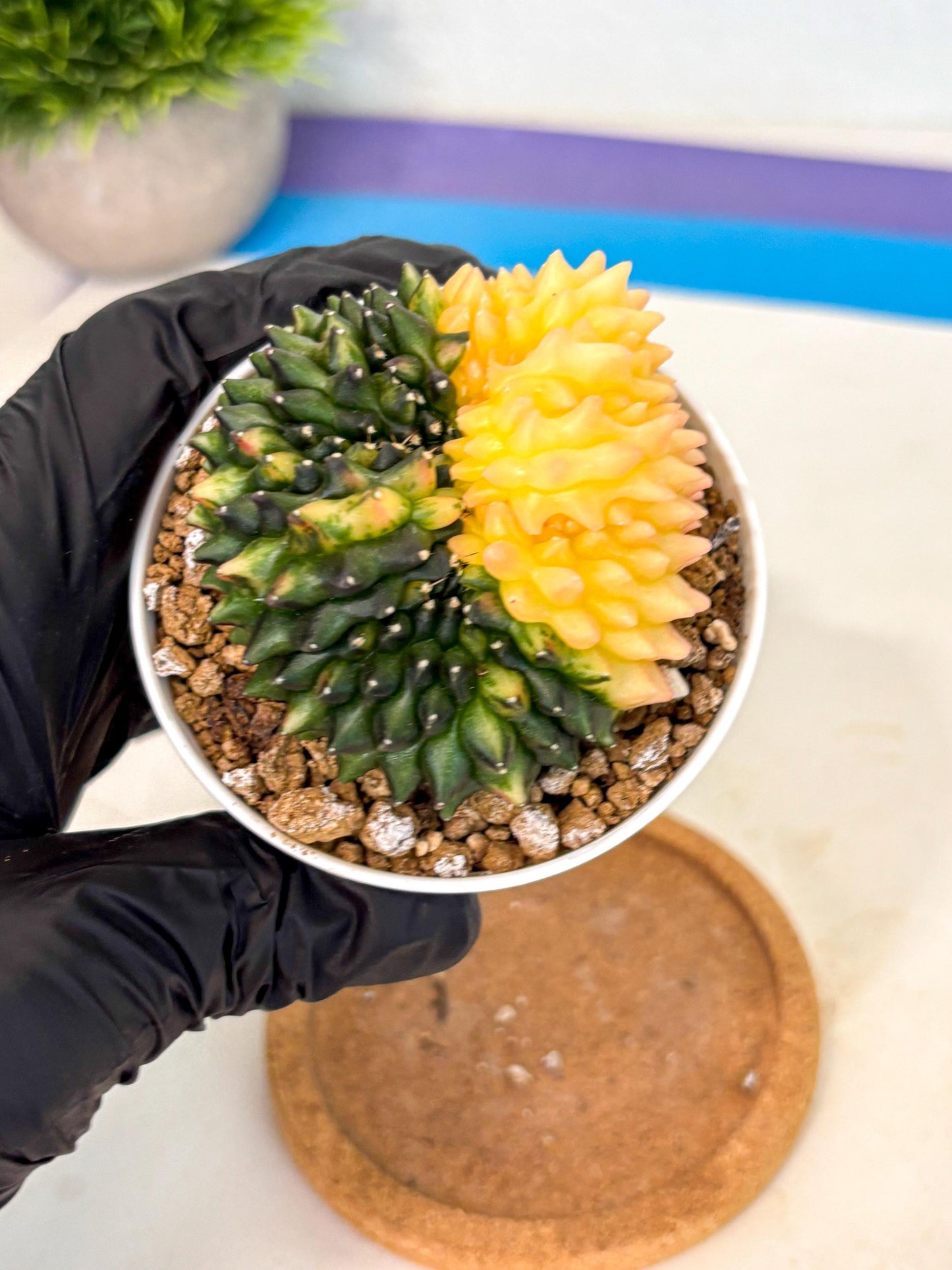 Gymnocalycium Inermis Cristata (gy9) (y4) | Variegated Cactus