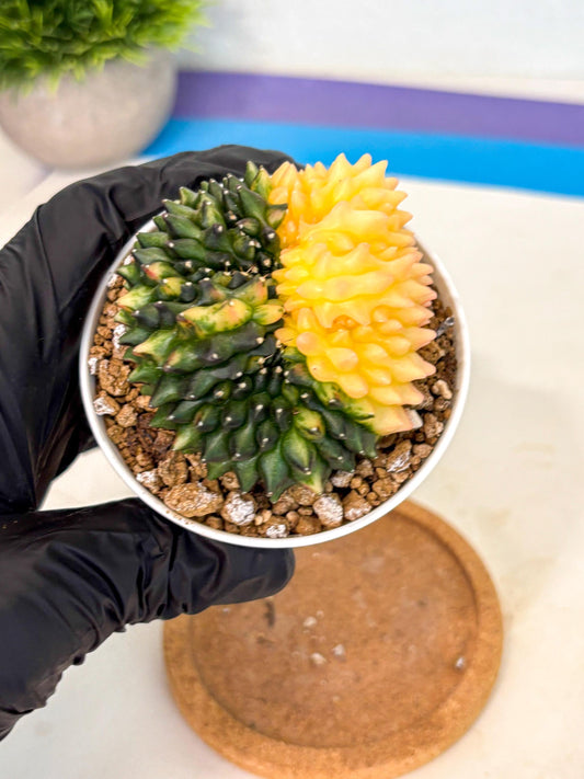 Gymnocalycium Inermis Cristata (gy9) (y4) | Variegated Cactus