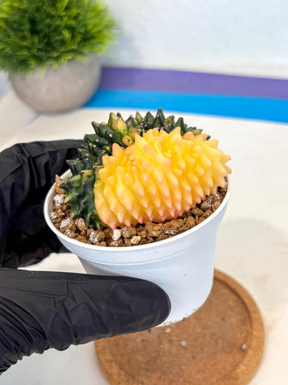 Gymnocalycium Inermis Cristata (gy9) (y4) | Variegated Cactus