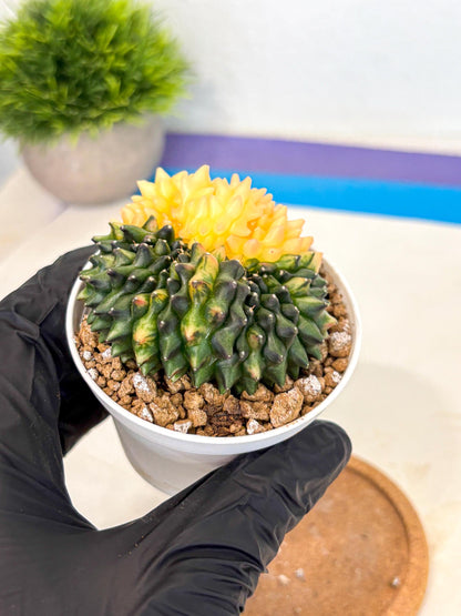 Gymnocalycium Inermis Cristata (gy9) (y4) | Variegated Cactus