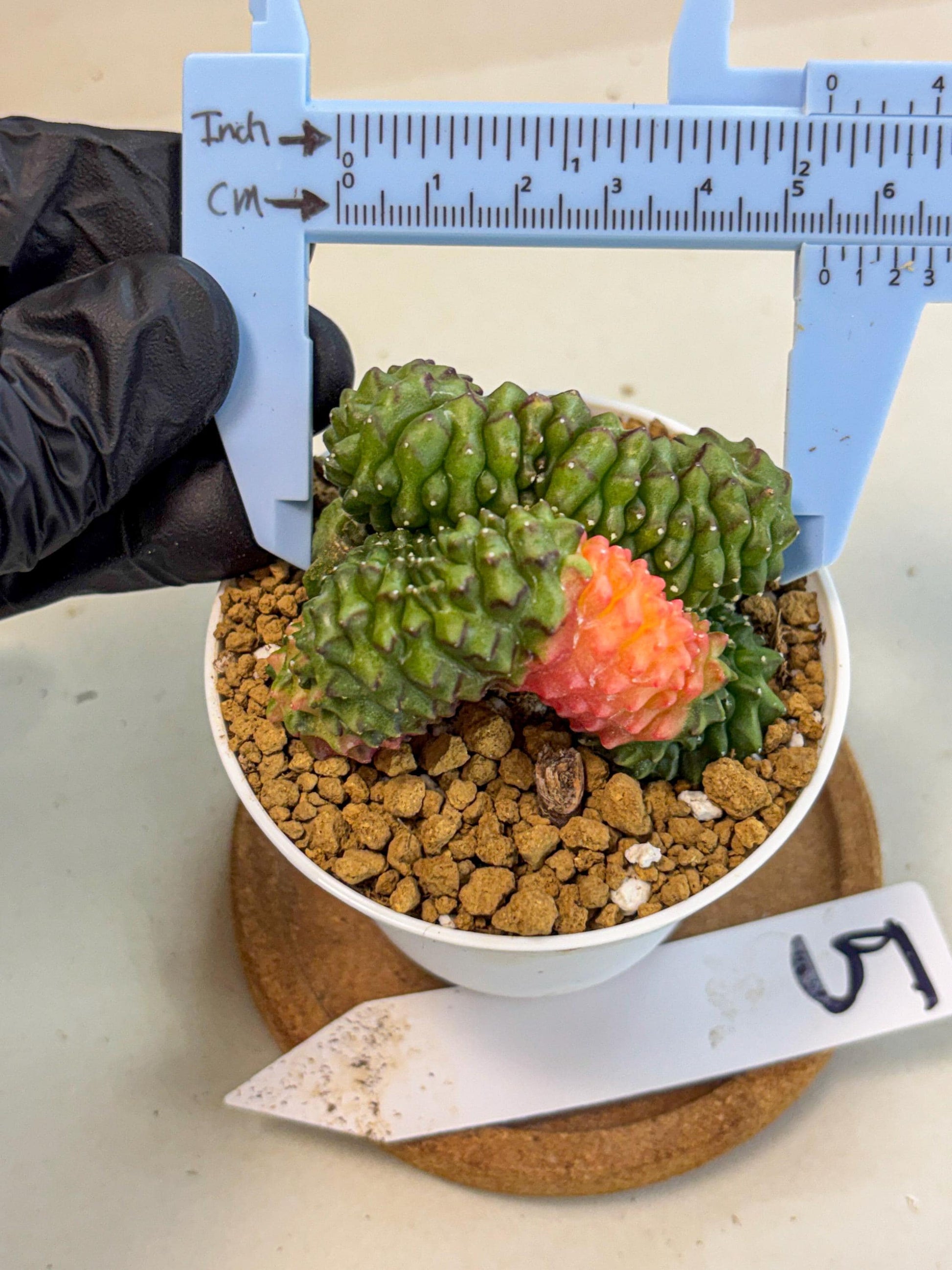 Gymnocalycium Inermis Cristata (gy9) (y5) | Variegated Cactus
