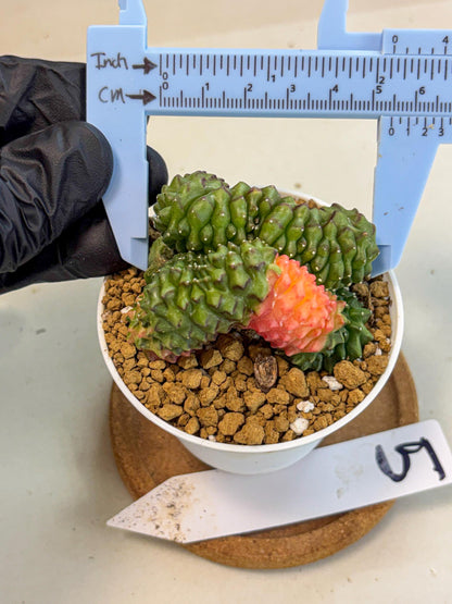 Gymnocalycium Inermis Cristata (gy9) (y5) | Variegated Cactus