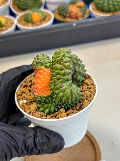 Gymnocalycium Inermis Cristata (gy9) (y5) | Variegated Cactus
