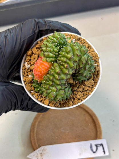 Gymnocalycium Inermis Cristata (gy9) (y5) | Variegated Cactus