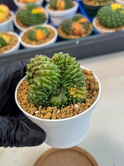 Gymnocalycium Inermis Cristata (gy9) (y5) | Variegated Cactus