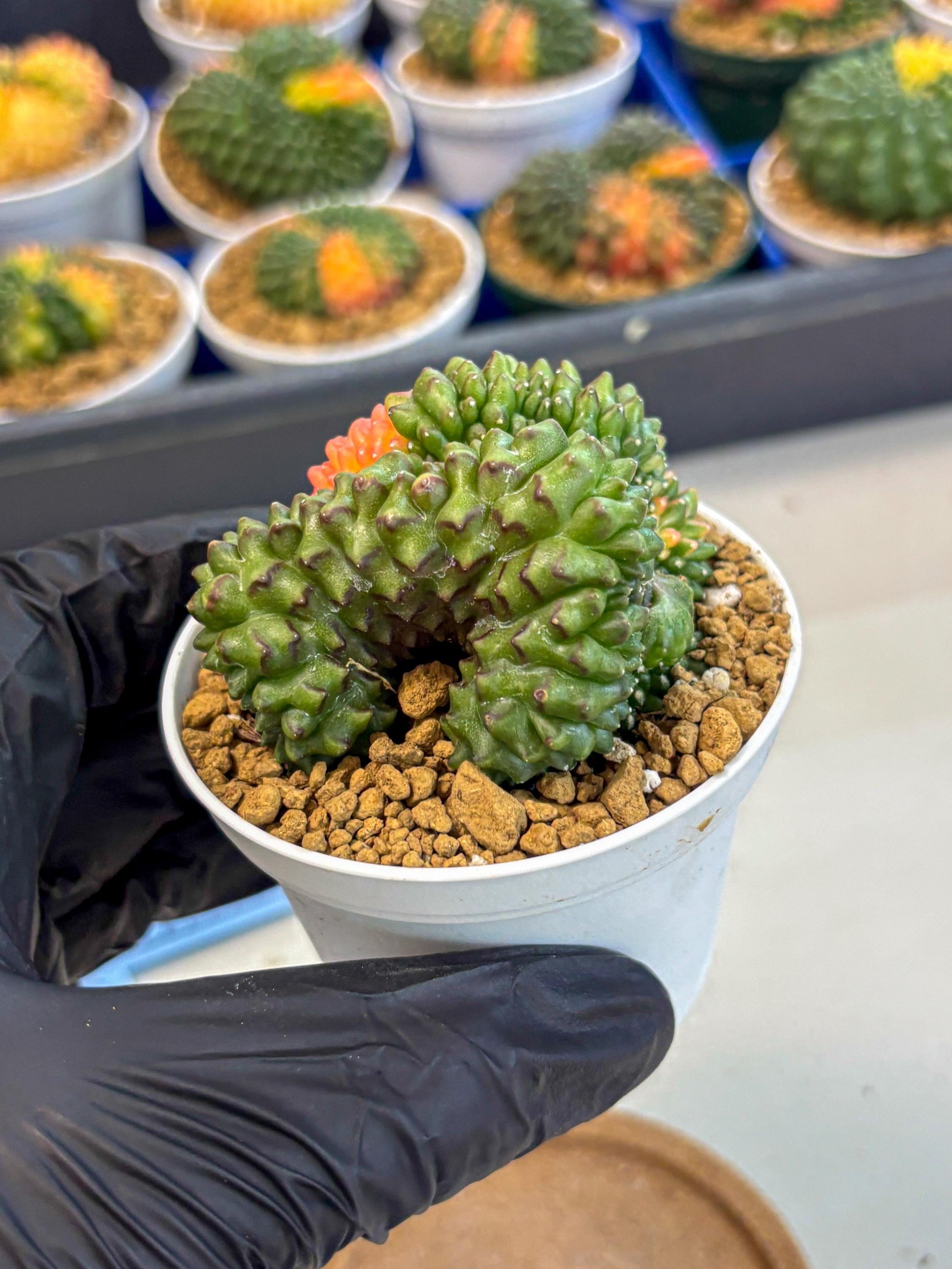 Gymnocalycium Inermis Cristata (gy9) (y5) | Variegated Cactus