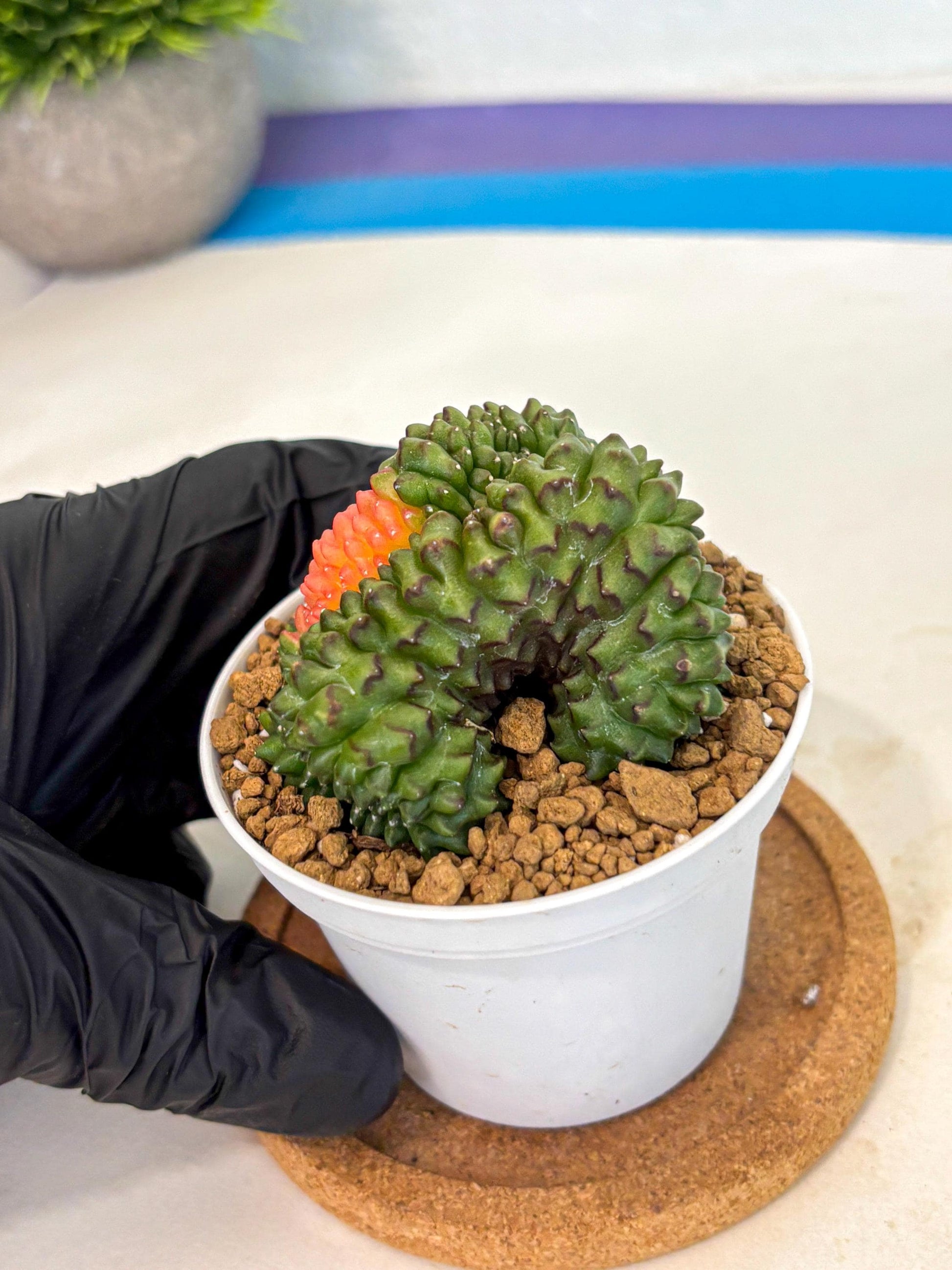 Gymnocalycium Inermis Cristata (gy9) (y5) | Variegated Cactus