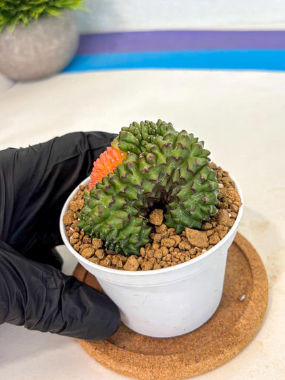 Gymnocalycium Inermis Cristata (gy9) (y5) | Variegated Cactus