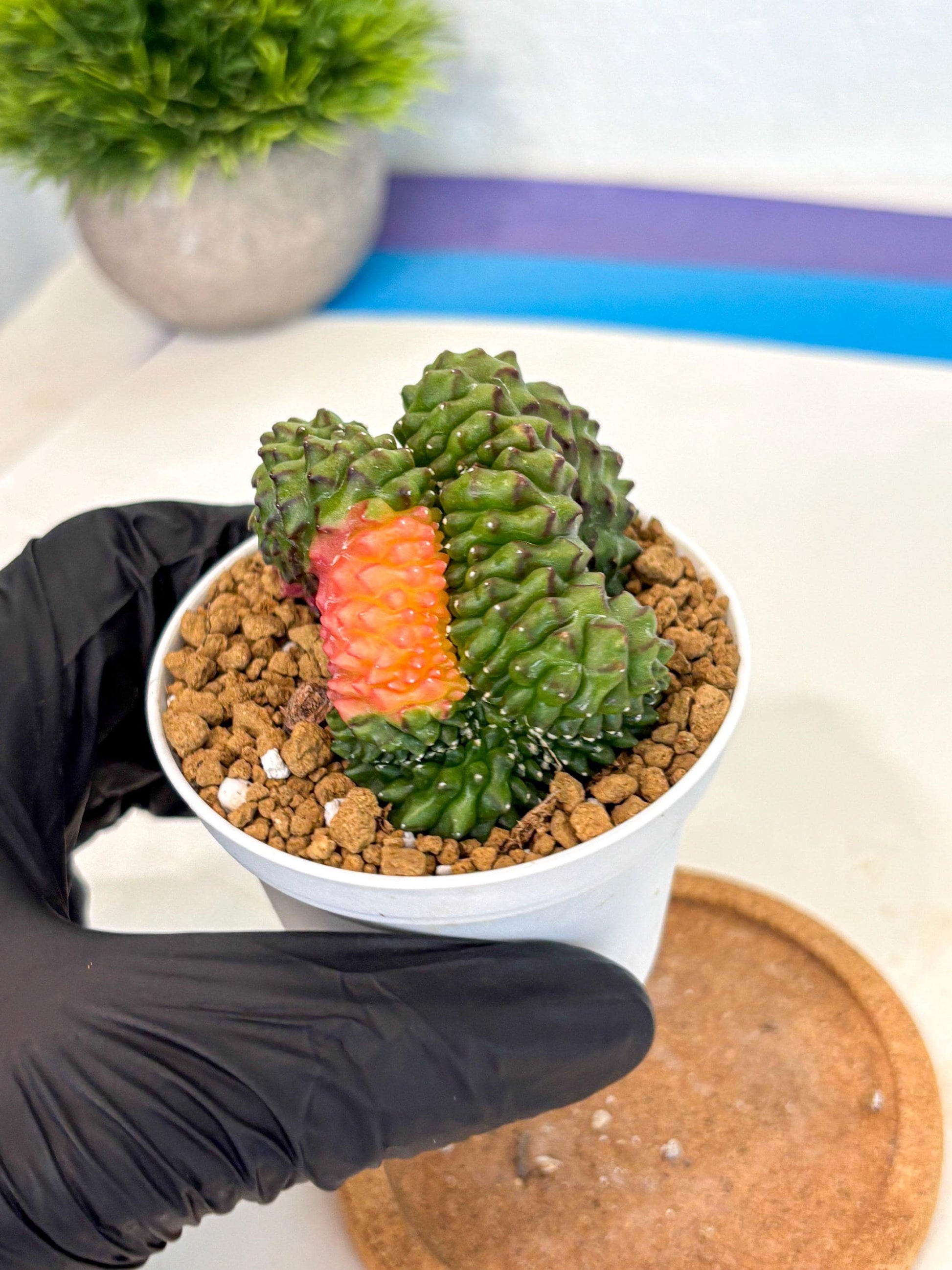 Gymnocalycium Inermis Cristata (gy9) (y5) | Variegated Cactus