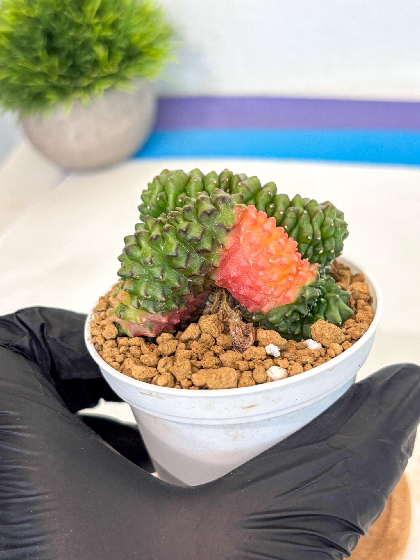 Gymnocalycium Inermis Cristata (gy9) (y5) | Variegated Cactus