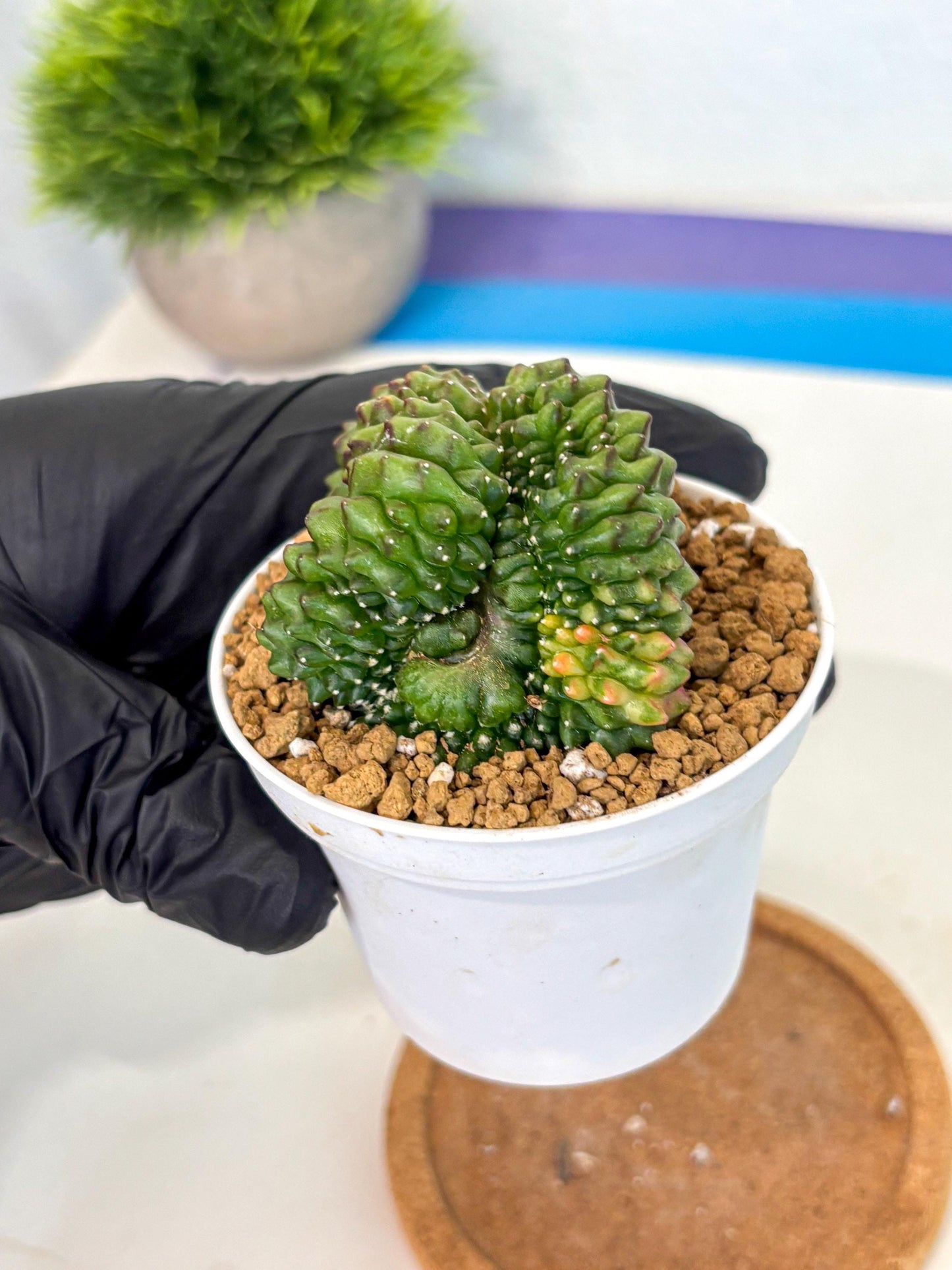 Gymnocalycium Inermis Cristata (gy9) (y5) | Variegated Cactus