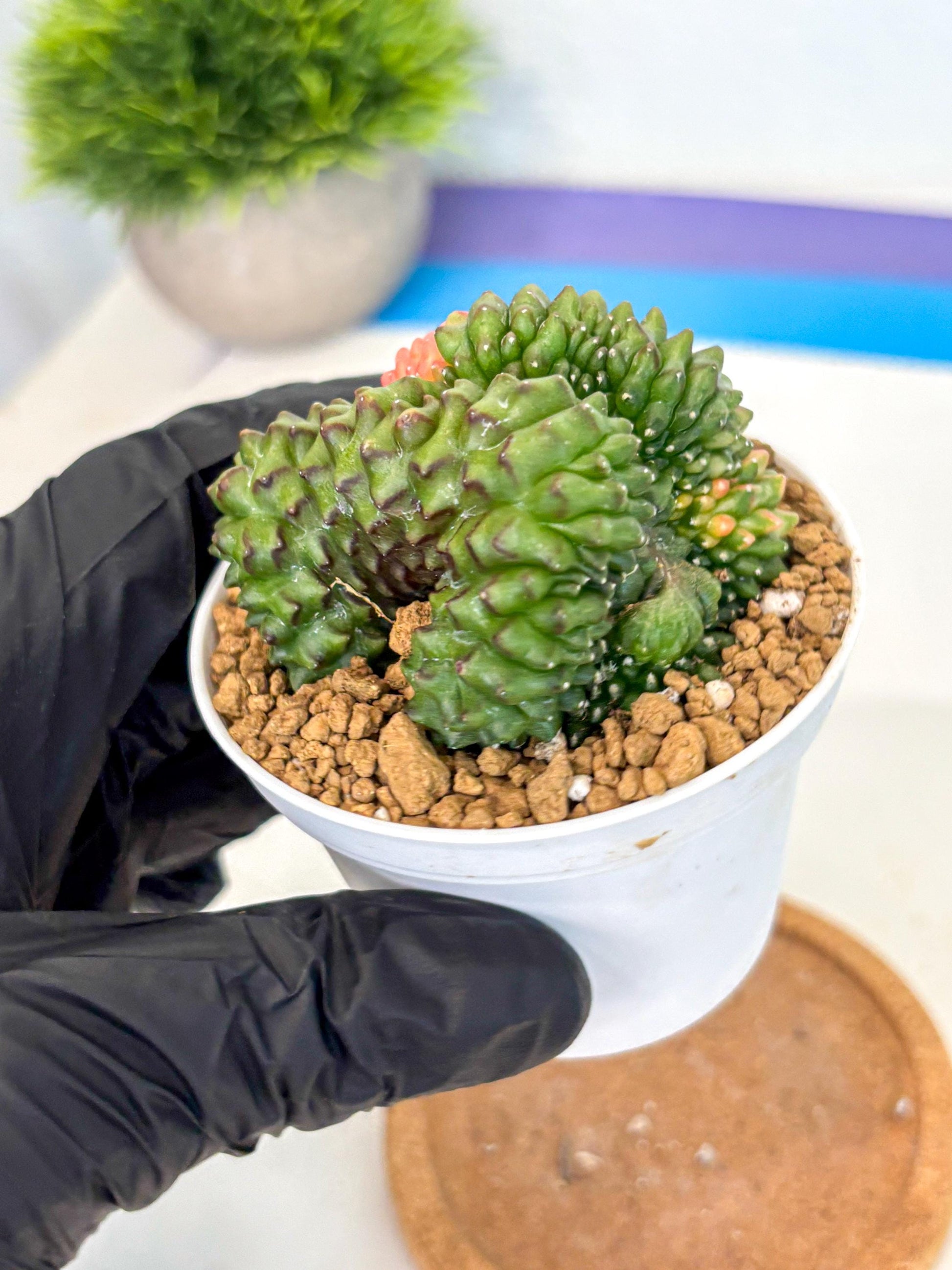 Gymnocalycium Inermis Cristata (gy9) (y5) | Variegated Cactus