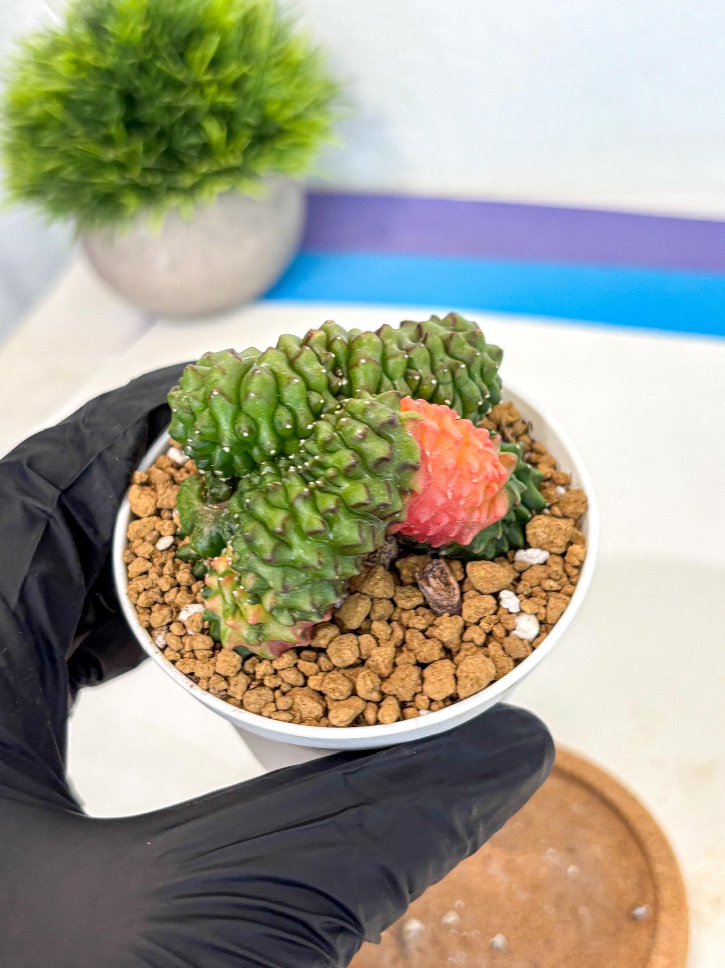 Gymnocalycium Inermis Cristata (gy9) (y5) | Variegated Cactus