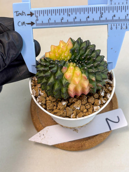 Gymnocalycium Inermis Cristata (gy9) (y2) | Variegated Cactus