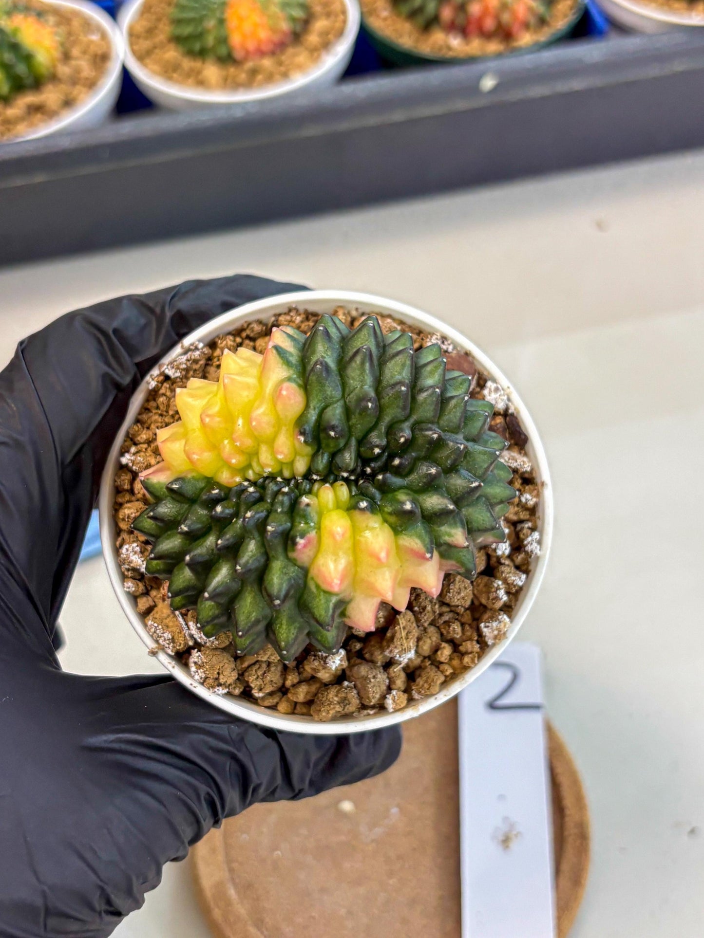 Gymnocalycium Inermis Cristata (gy9) (y2) | Variegated Cactus