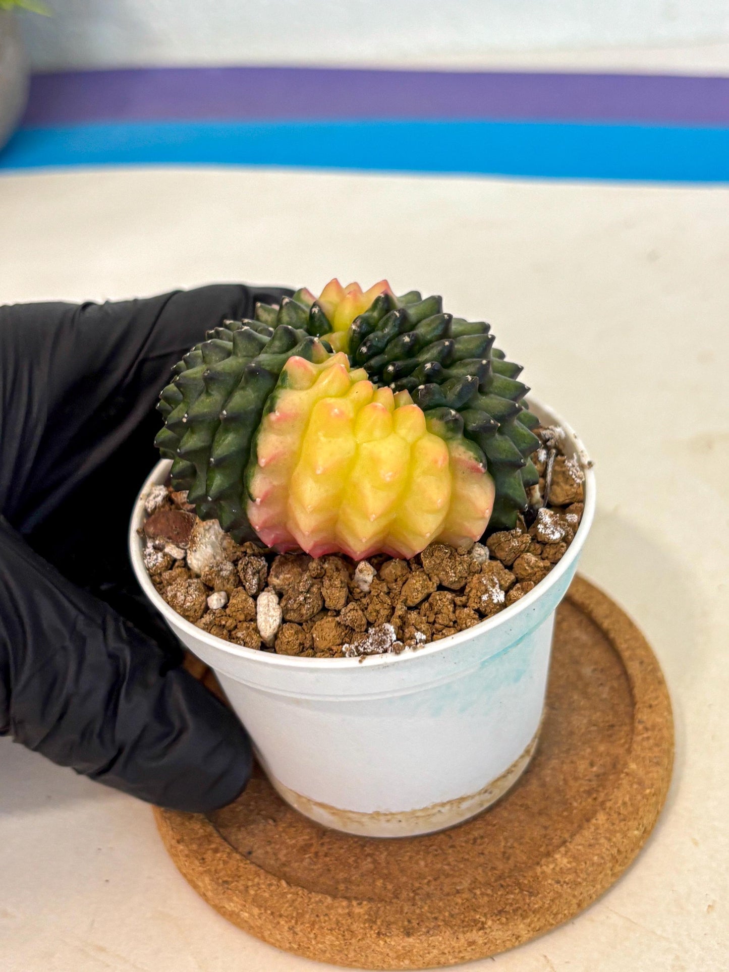 Gymnocalycium Inermis Cristata (gy9) (y2) | Variegated Cactus