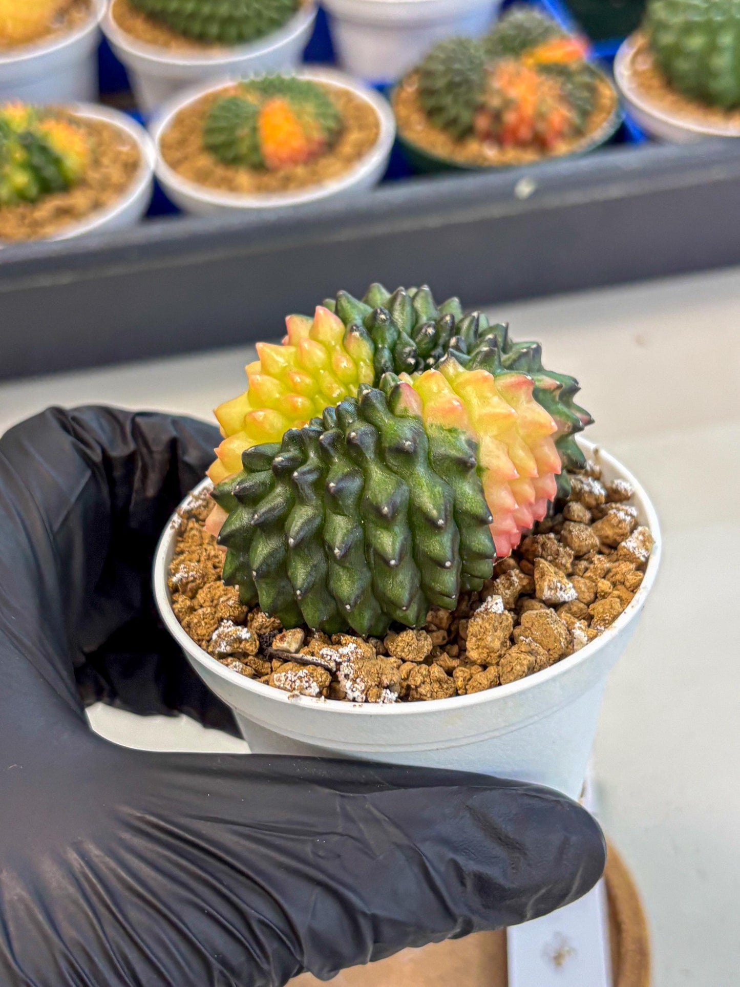 Gymnocalycium Inermis Cristata (gy9) (y2) | Variegated Cactus