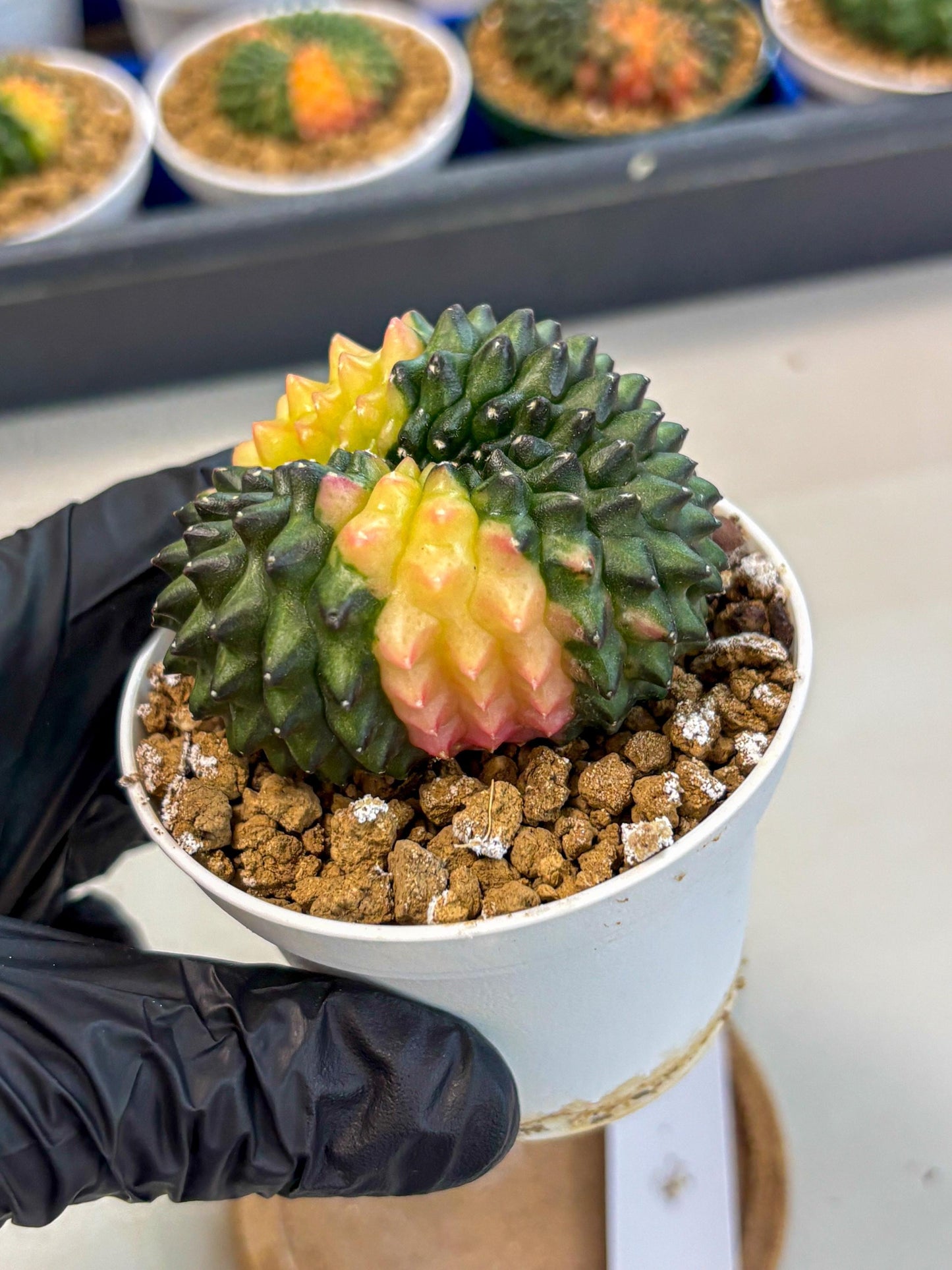 Gymnocalycium Inermis Cristata (gy9) (y2) | Variegated Cactus