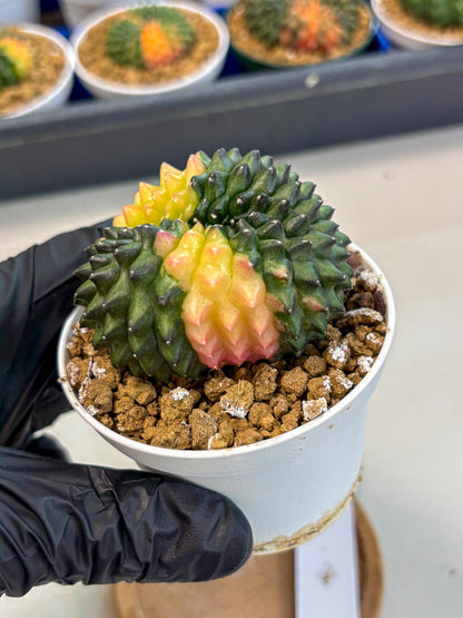 Gymnocalycium Inermis Cristata (gy9) (y2) | Variegated Cactus